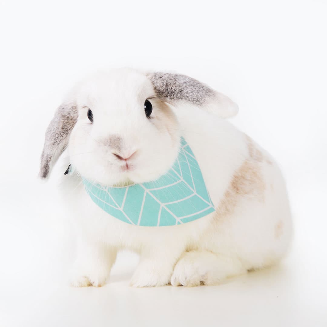 Timeless Mint - The Asli Co pet bandana collar on bunny