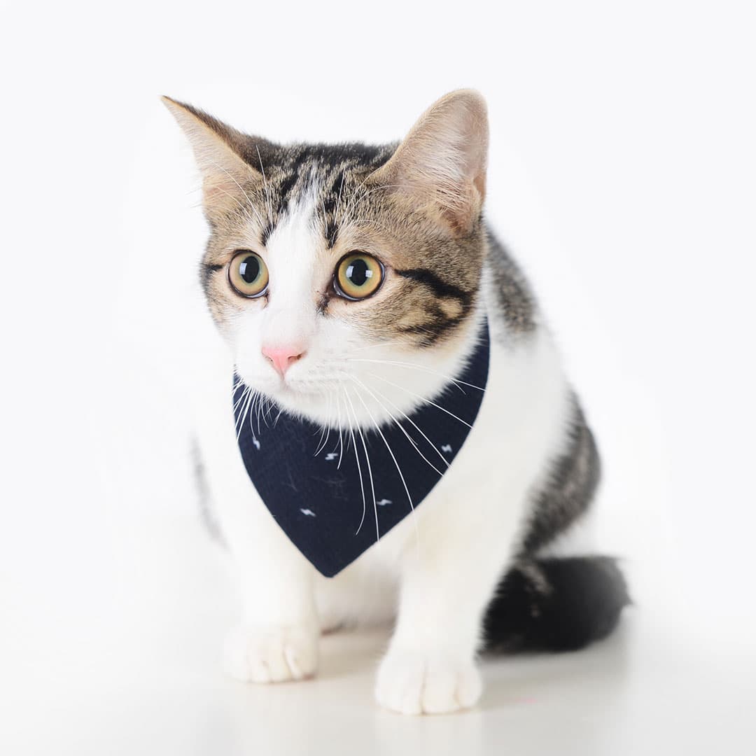 Lightning Navy - The Asli Co pet bandana collar on cat