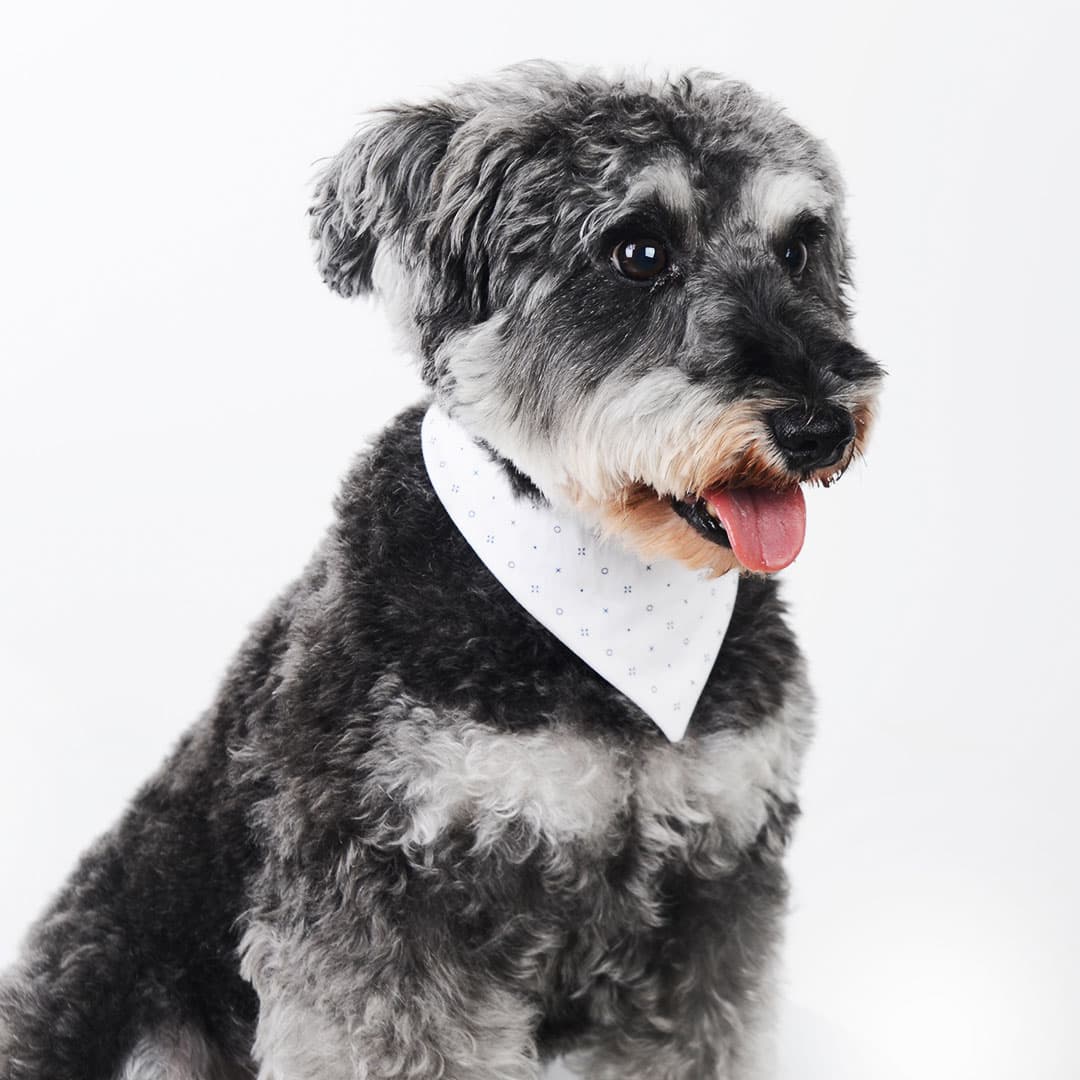 White XOXO - The Asli Co pet bandana collar on dog
